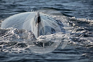 Closeup back of humpback whale