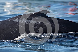 Closeup back of humpback whale