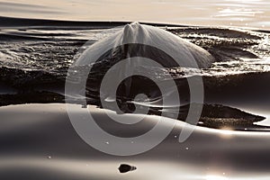 Closeup back of humpback whale