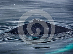 Closeup back of humpback whale