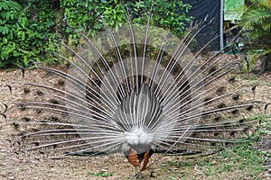 Closeup of back of an indian blue peafowl with open feather