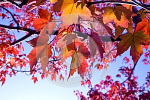 Closeup of back-lit multicolored fall leaves