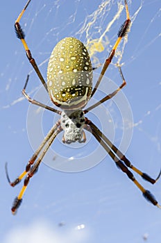 The Closeup Back Of Nephila Clavipes Spider