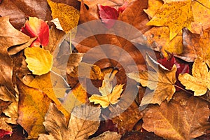 Closeup background of autumnal leaves with space for text. Selective focus. Autumn concept background