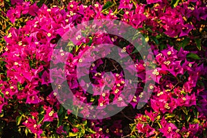 Closeup background of beautiful Bougainvillea flowers clusters