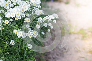 Closeup background blur chamomile field flower white