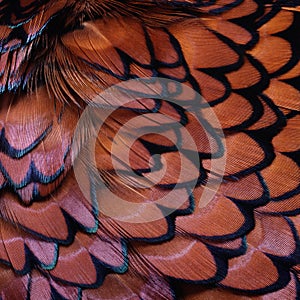 Closeup background of colorful ring necked pheasant feathers photo
