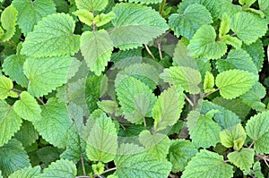 Closeup on background of fresh mint leaves in spring