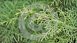 Closeup background image of Arizona cypress also known as Cupressus arizonica