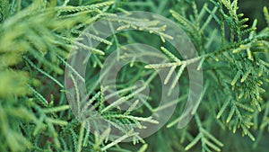 Closeup background image of Arizona cypress also known as Cupressus arizonica