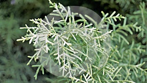 Closeup background image of Arizona cypress also known as Cupressus arizonica