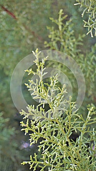 Closeup background image of Arizona cypress also known as Cupressus arizonica