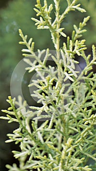 Closeup background image of Arizona cypress also known as Cupressus arizonica