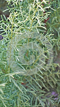 Closeup background image of Arizona cypress also known as Cupressus arizonica