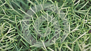 Closeup background image of Arizona cypress also known as Cupressus arizonica