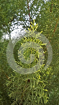 Closeup background image of Arizona cypress also known as Cupressus arizonica