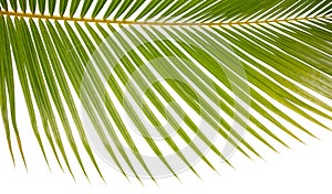 Closeup Background Of A Palm Tree Frond On White