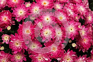 Closeup background of pink and white garden mums