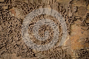 Closeup background and texture of nest termite at wooden wall