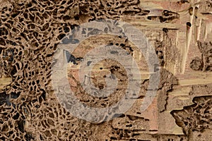 Closeup background and texture of nest termite at wooden wall