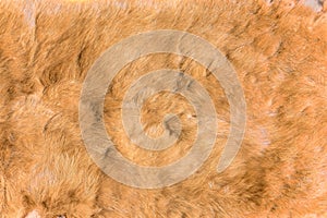 Closeup background of a texture photography of a brown russet fox fur fabric.