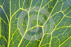 Closeup of backlighted cabbage leaf