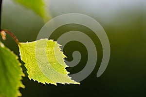 Closeup of a backlit birch tree leaf