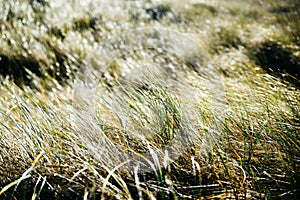 Closeup of backlit grass
