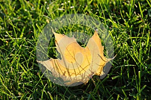 Closeup of the backlit Leaf on the grass field