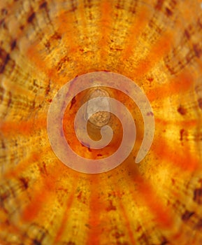 Closeup of backlit limpet shell photo