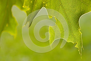 Closeup of backlit oak tree