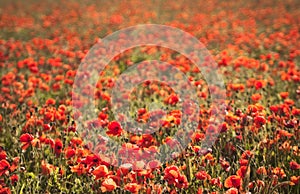 Closeup of backlit poppies