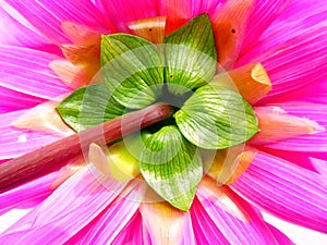 Closeup backside of a dahlia flower