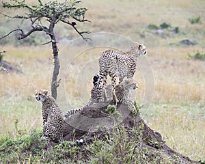 Closeup backview of one adult and two young cheetah on top of a dirt mound
