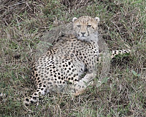 Closeup backview of one young cheetah lying in grass looking backward toward camera