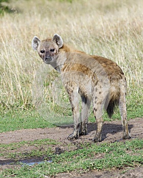 Closeup backview of spotted hyena with muddy feet looking fearfully back toward the camera