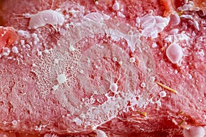 Closeup of a bacterial cololny with mold cells on red bacground