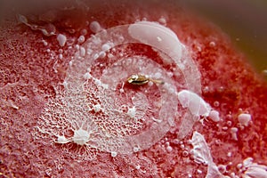 Closeup of a bacterial cololny with mold cells on red bacground