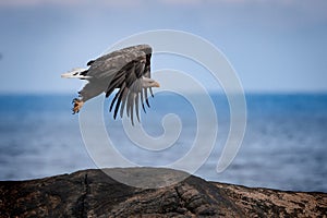 Closeup of a bald eagle flying over rocks near the sea with a blurry background