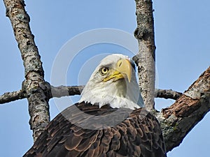 Closeup of a Bald Eagle Head Perched on a Branch