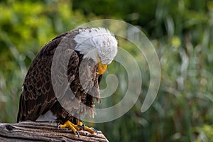 Closeup of a bald eagle looking down perched on a branch on blur background