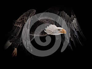 Closeup of a bald eagle soaring on a dark background