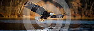 Closeup of a bald eagle taking flight
