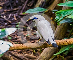Closeup of a bali myna starling sitting on a branch, tropical critically endangered bird specie from Indonesia
