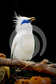 Closeup at the Bali starling, blue-eyed white bird