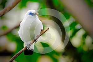 Closeup at the Bali starling, blue-eyed white bird