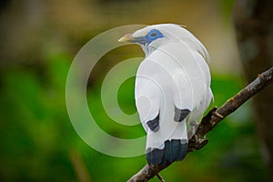 Closeup at the Bali starling, blue-eyed white bird