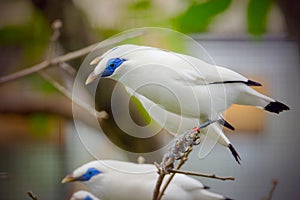 Closeup at the Bali starling, blue-eyed white bird