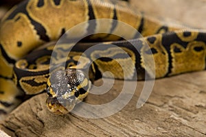 Closeup Of Ball Python