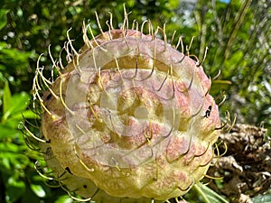Closeup of a balloonplant (Gomphocarpus physocarpus)